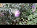 Leafcutter bee thistle