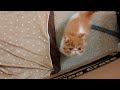 Kitty Pool Party : Meet Exotic Shorthair kitten Pancake 异国短毛猫