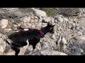 2024-3-22 Rock Hopping with Goats - Part 2