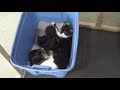 Amazing DIY, Cat House/Catio for under 150.00 stray Cat and Kittens found a home