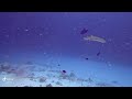 Close encounter with friendly nurse sharks, Vaavu Atoll, Maldives (February 2022)