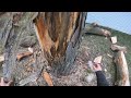 Crispy Dead Tree Removal!