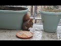 Tagträume🐿️Was Hörnchen doch so Ertragen müssen--Achtung Laut