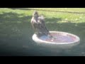 Female Coopers Hawk Bath