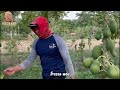 GREEN THE EARTH WHILE INVESTING ‼️ THE STORY OF PAPAYA FARMERS