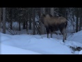 Moose Visits for Lunch