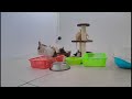 When Cats Are So Silly 😹 I will die laughing 😹🐶 Best Funny Video Compilation 🤣