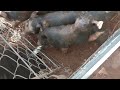 GETTING FRESH WATER TO THE PIGLETS | BERKSHIRE PIGS