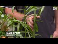 Picking the perfect palm tree | Plant profile | Gardening Australia