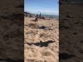 Catching a Seagull at the beach