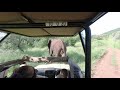Elephant close encounter