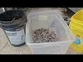 sorting lead wheel weights!