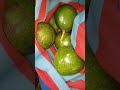 Pear 🍐 time in Jamaica 🇯🇲 # Property inspection # picking pear