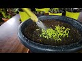 Best Seeds Germination Hack! Tissue Paper Method Seed Germination | TrustBasket