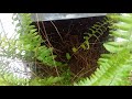 How To Restore Ferns / Indoors / Outdoors / Plants