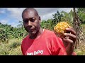 😳How An 80-Year Old (and her son) runs a massive 17-acre Pineapple Farm in Jamaica🍍