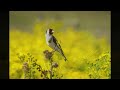 Steglits/European Goldfinch July