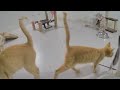 Laugh Uncontrollably! Best Funny Cat Videos 2024 🐶 Funny Animal Moments 2024 😅