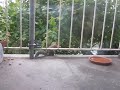 squirrel collecting peanuts on the balcony