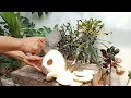 fresh coconut water, amazing coconut peeling skills part 09#cuttingskills #coconutwater #coconutmilk