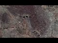 Snow Leopards mating in Rumbak Valley, Ladakh, India