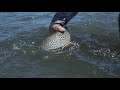 Fly Fishing for Brown Trout on the Madison River