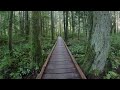 Grand Ridge Trail Boardwalk