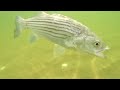 Facts: The Striped Bass