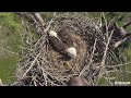 Live eagle cam: Southwest Florida eagle family gets bigger as 2 eggs are spotted in nest