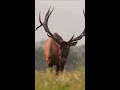 Huge Bull Elk Bugling During The Rut