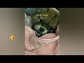 FUNNIEST CAT AND DOG VIDEOS 2023 #29
