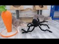 Best videos about cats and giant black spiders