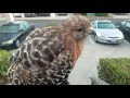 Stunned Red Shouldered Hawk