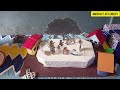 History Model For Exhibition/Social Studies Model/National Symbols Model/History Civics Model Ideas