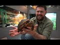 Lucky European Tortoise Found Walking the Streets in America! + More Tortoise Rescues