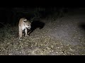 Another male mountain lion is back on Toro's turf