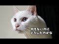 【猫の不思議】変な座り方で毛づくろい White cat Sirotan is sitting like a penguin 🐧