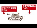 ベルーガ（グレイ♀）、ケガしたの？？【名古屋港水族館　2019年11月19日】