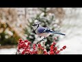 Cute Animal Video: Blue Jay eating and tossing nuts in slow-motion; Bird feeding with sound-CanonR5