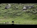 Grizzly Bear takes on a Wolf over a dead bison - the war continues. Yellowstone National Park