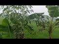 it rained all day in the rice fields in our village