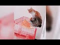 Cute and funny cat dog videos 😅😂(part 10) try not to laugh challenge 🤫 #funny #entertainment #cat