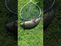 Grayling catch on River Test at Whitchurch