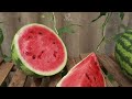 I wish I knew this method of growing watermelons sooner - It's easy and works great