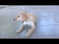 Atena y Venus (En español) para Los Polinesios - Dogs In Spanish