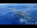 Sperm Whale off West Palm Beach