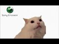 Cat Meow Sony Ericsson Phone Ringtone 1 Hour Straight