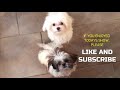 Cute Puppy Video Compilation with Mushi and Belle