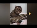 FUNNIEST CAT AND DOG VIDEOS 2023 #15
