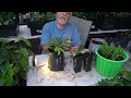 Propagation Techniques: How to Get Multiple Jaboticaba Plants from One Seed